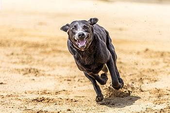 hond, hoektand, race, rennen, lopend, dier, huisdier, hondenraces, renbaan, jacht, windhonden