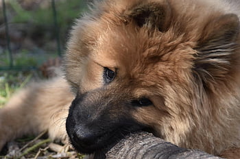 개, 개 eurasier, bitch ponieblue, 마스코트, 초상화 강아지 eurasier, 착한 애, 암캐 검은 마스크, 홀딱 반할 만한, 동물, 개 순수한 품종