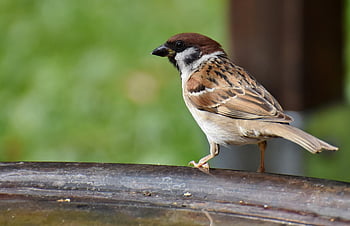 bird, sparrow, sperling, songbird, plumage, species, fauna, animal, wildlife, ornithology