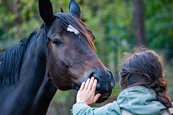 paard, natuur, hand-, vriendschap, contact, beroerte, manen, paarden, vrienden, menselijk, dier