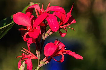 canna Lily, canna, hd Wallpaper, lily, flower, red Flower, bloom, plant, garden, beautiful Flowers, flower Background