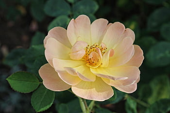 rose, flower, garden, nature, open, bush, peach, yellow