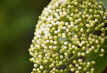 elderflower, เอ็ลเดอร์เบอรีตา, ผู้สูงอายุ, ไม้พุ่ม, ดอก, เบ่งบาน, sambucus nigra, Sambucus, พุ่มไม้, ช่อดอก, สมุนไพร