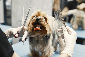 Yorkshire Terrier, dog grooming, pet salon, scissors, comb, showing tongue, pet care, dog care, pet grooming tools, pet services, pet health