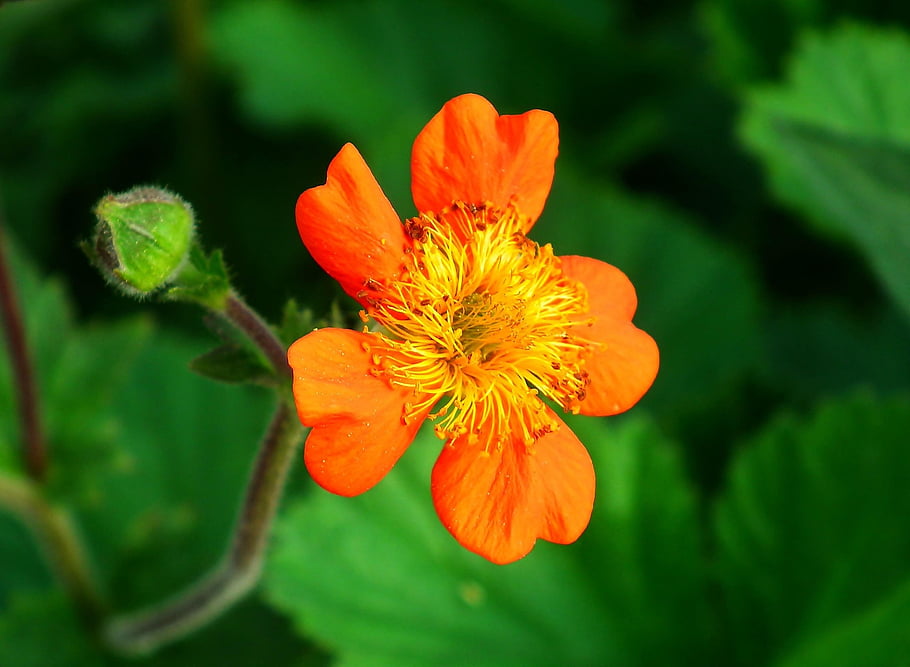 geum, flower Wallpaper, flower, plant, beautiful Flowers, petals, bloom, flower Background, flora, spring, garden