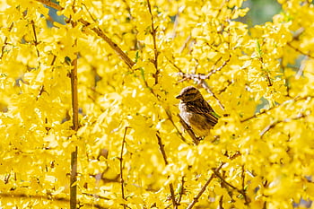 sparrow, yellow Flowers, bird, animal, feathers, plumage, beak, nature, wildlife, avian, pet