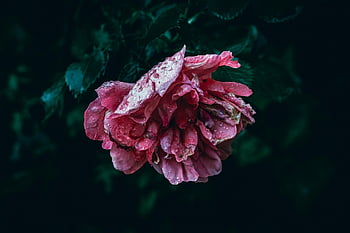 Rose, Blume, Blütenblätter, Nahansicht, dunkelgrün, dunkelgrüne Blätter, Blumen Hintergrund, Tröpfchen, Blumentapete, Regentropfen, Flora