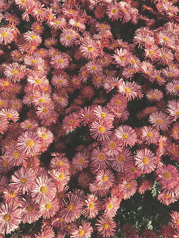 pink chrysanthemum flowers, blooming chrysanthemums, vibrant floral scene, pink flowers, chrysanthemum blooms, floral display, garden flowers, blooming flowers, pink chrysanthemums, floral beauty, chrysanthemum garden