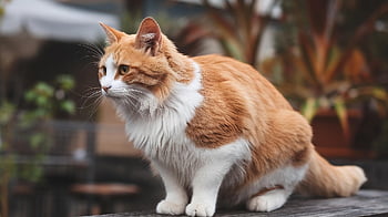 kočka, domácí zvíře, Kočkovitý, zvíře, felidae, savec, Příroda, venku
