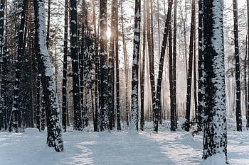 verschneiter Wald, Winterlandschaft, Minsk Belarus, Sonnenlichtfilterung, ruhige Wälder, schneebedeckte Bäume, Schneewälder, Wald im Schnee, Winterwald, Friedlicher Winter
