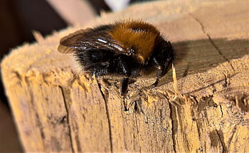 bumblebee, insect, spring, awakening From Winter Hibernation, wood, warmth, sun, nature, close Up