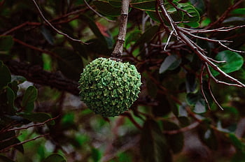 Annona, gyümölcs, ág, araticum do cerrado, brutó, maroló, élelmiszer, levelek, fa, növény, organikus