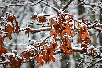 trees, forest, woods, leaves, foliage, fall, autumn, winter, snow, nature, snowy
