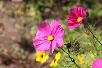 cosmos, flowers, plant, pink Flowers, cosmos Bipinnata, cosmea, coreopsis, compositae, petals, buds, bloom