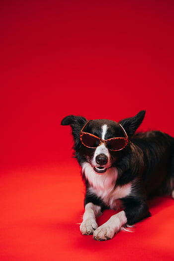 czarno-biały border collie, okulary słoneczne, żywe czerwone tło, Stylowy pies, zdjęcie studyjne, moda dla zwierząt, fajny pies, fotografia zwierząt, akcesoria dla psów, Czerwone tło, Styl Border Collie