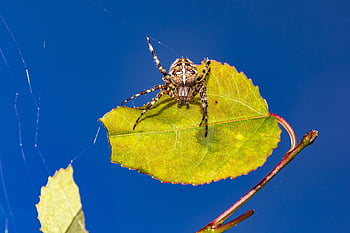 europæisk have edderkopper, diadem spider, Orange, cross spider, kronet orb væver, araneus diadematus, edderkop, edderkoppespind, arachnid, insekt, tæt på