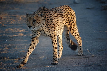 gepárd, macskaféle, vadvilág, házi kedvenc, szafari, macska, namibia, Afrika, ragadozó, állat, természet