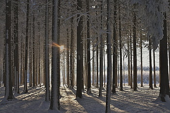 vinter, skog, sollys, snø, trær, skogen, frost, frossen, kald, snowy, vinterlig