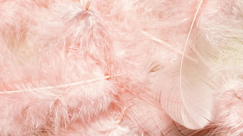 růžové peří, detailní záběr, Jemná textura, Hladké uspořádání, měkká růžová, Podrobnosti o peříčkách, detailní fotografie, Růžová peří, Měkké peří, Detailní peří