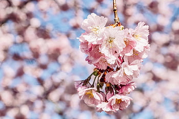 cherry Blossoms, petals, nature, tree, spring, sakura, bloom, blossom, close Up, pastel, romantic