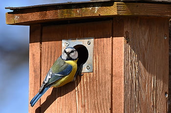bird, blue Tit, nesting Box, bird House, park, brood