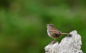 oiseau, moineau, faune, animal, la nature, aviaire, ornithologie