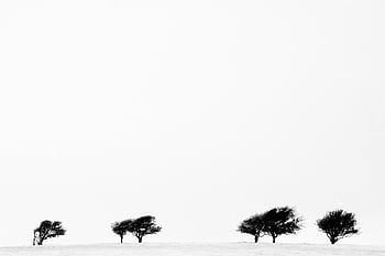south Downs Trees, west Pier Brighton, brighton West Pier, west Pier, brighton, sussex, water, pier, nature, sea, beach