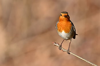 robin, nature, bird, wildlife, songbird, plumage, ornithology, sitting, branch, bird Watching, close Up