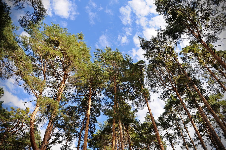 forest, landscape, trees, clouds, sky, trunk, nature