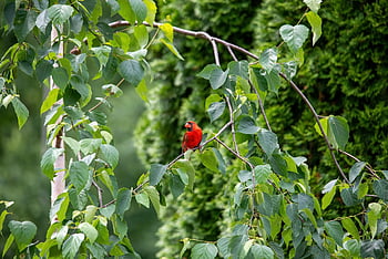 bird, cardinal, nature, hd Wallpaper, wallpaper, wildlife, leaves, foliage, mohan, nannapaneni, birds
