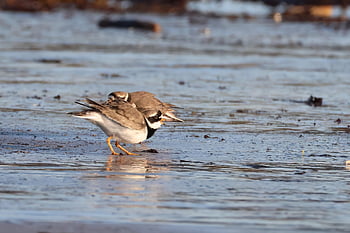ptáků, plovers, kulíky kroužkované, pláž, pobřeží, Příroda, volně žijících živočichů, zvířat, pták, kroužkovaný plover, kulík