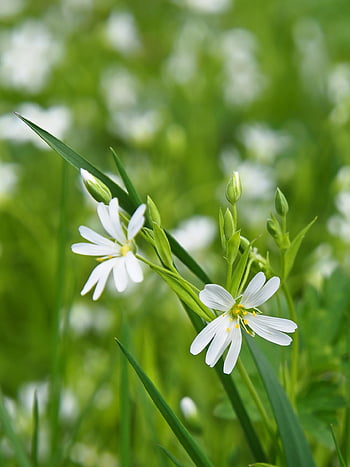 flower, anemone, meadow, spring, nature, macro, close Up, mobile Wallpaper