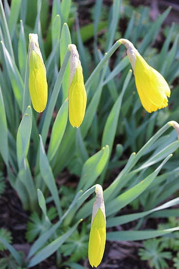 spring, flower Background, flower, flower Wallpaper, beautiful Flowers, garden, nature, green, flora