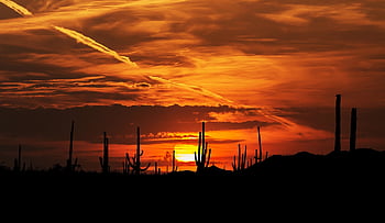 sunset, nature, sonoran Desert, arizona, america, cactus, saguaro, mountain, landscape, sky, evening