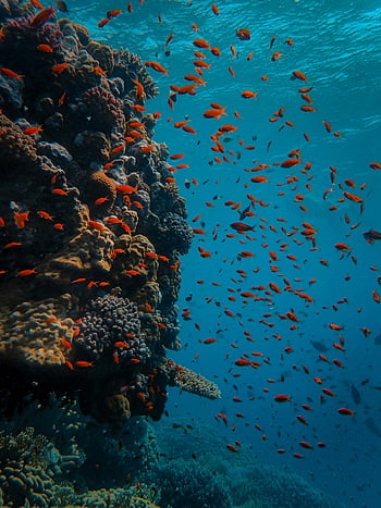 underwater photography, school of fish, vibrant coral reef, colorful fish, crystal-clear ocean, marine life, underwater scene, coral reef photography, ocean wildlife, underwater ecosystem, tropical fish