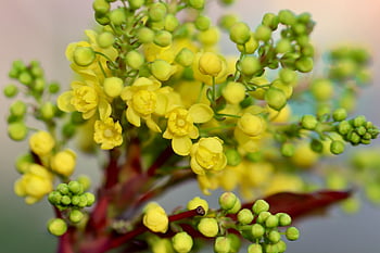 mahoni, Lilac Barberry, holly, berberis aquifolium, belukar, semak hias, bunga kuning
