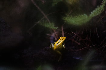 yellow poison dart frog, rainforest setting, intimate close-up, striking yellow frog, green leaf, nature photography, wildlife photography, amphibian, tropical rainforest, small frog, vibrant colors