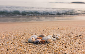 seashells, white seashells, brown seashells, sandy beach, Angra dos Reis, Brazil, beach waves, coastal scenery, natural beach, seashell collection, ocean waves