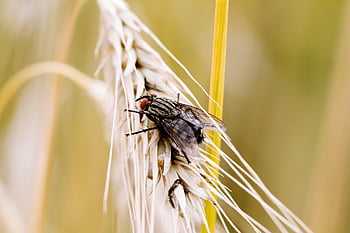 hmyz, létat, entomologie, obilí, Příroda, makro fotografie