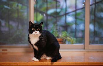 tuxedo cat, brown surface, close-up, cute cat, sitting by window, curious gaze, black and white cat, indoor cat, pet photography, animal portrait, domestic cat