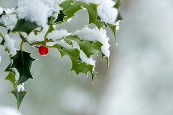 holly, branch, snow, frost, frozen, ice, winter, cold, wintry, berry, red Berry
