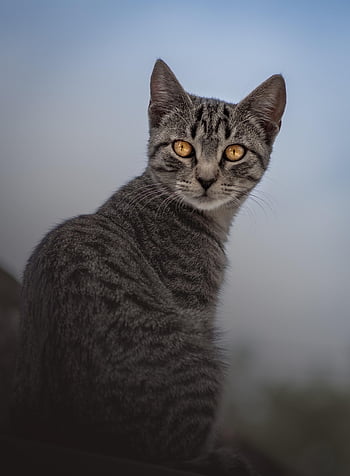 cat, feline, mammal, kitten, young, kitty, animal, pet, domesticated, cute, adorable
