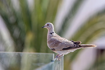 bird, dove, african Collared-dove, beak, forest, jungle, wildlife, tree, summer, nature, animal