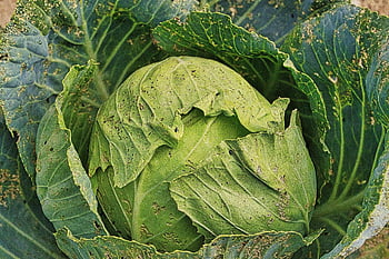 cabbage, cauliflower, vegetable, garden, vegetable Garden, nature, food
