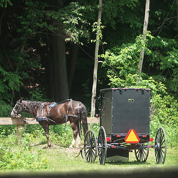 Amish buggy, horse, Penn Yan, New York, Finger Lakes, Lake Keuka, Amish, Mennonite, rural scene, trees, grass