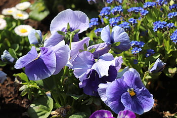 maceška, 400–500, viola, fialová rostlina, fialový, květinové pozadí, krásné květiny, květ, Příroda, jaro, violaceae