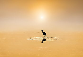 heron, egret, animal, nature, flight, wings, feathers, landscape, natural, wildlife, sky