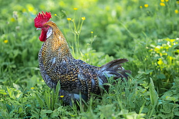 pták, kohout, cockscomb, hospodařit, zvíře, živočišného světa, peří, Příroda, Ptactvo, drůbež, hospodářských zvířat