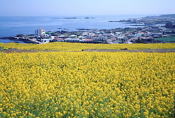 republic Of Korea, jeju Island, jeju, nature, spring, travel, korea, landscape, scenery, ocean, tourism