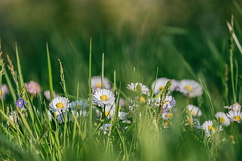květiny, sedmikráska, rostlin, bílé květy, asteraceae, léčivé rostliny, květinové tapety, květinové pozadí, tráva, květ, krásné květiny